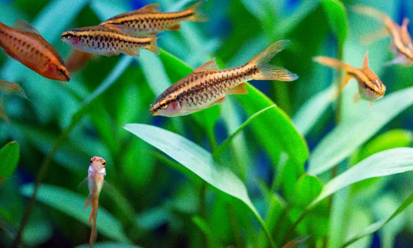 Gül (pembe) tatlı su akvaryum balığı, Asya, Sumatra, Borneo ve daha fazlası dikenli diken, kiraz iğnesi (Puntius titteya))