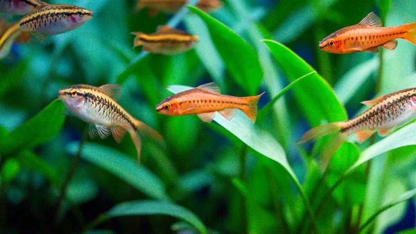 ローズ ピンク 淡水魚 アジアからのバー スマトラ島 ボルネオ島など 桜のバー Puntius Titteya — ストック写真