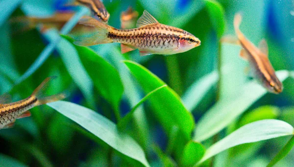 Gül (pembe) tatlı su akvaryum balığı, Asya, Sumatra, Borneo ve daha fazlası dikenli diken, kiraz iğnesi (Puntius titteya))