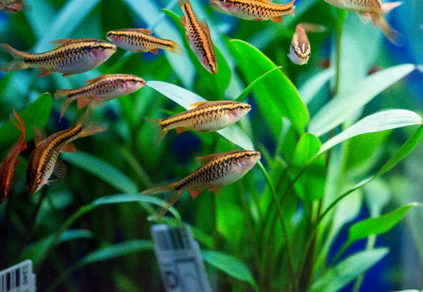 Gül (pembe) tatlı su akvaryum balığı, Asya, Sumatra, Borneo ve daha fazlası dikenli diken, kiraz iğnesi (Puntius titteya))