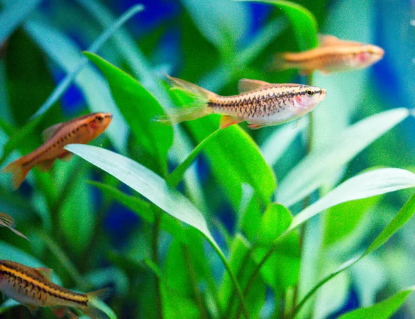 Rosa Rosa Peces Acuario Agua Dulce Púas Asia Sumatra Borneo — Foto de Stock