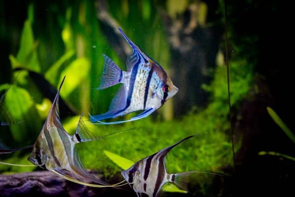 Tatlı Akvaryum Balığı Amazon Nehrinden Gelen Melek Balığı Pterophyllum Scallare — Stok fotoğraf