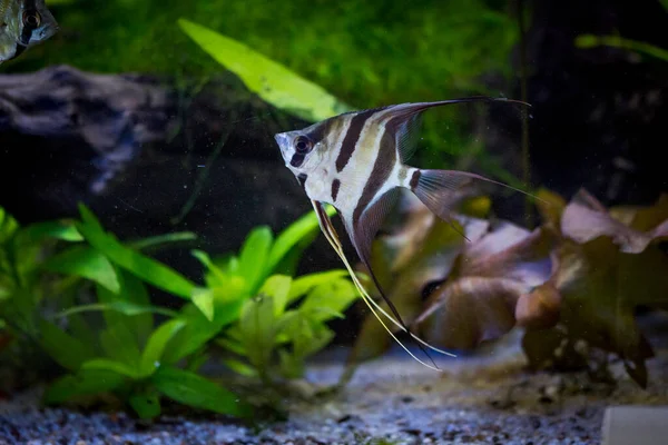 Freshwater Aquarium Fish Angelfish Amazon River Pterophyllum Scallare Altum — стокове фото
