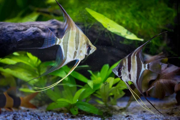 Tatlı Akvaryum Balığı Amazon Nehrinden Gelen Melek Balığı Pterophyllum Scallare — Stok fotoğraf