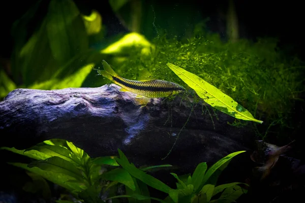 Acuario Plantado Pequeño Agua Dulce — Foto de Stock