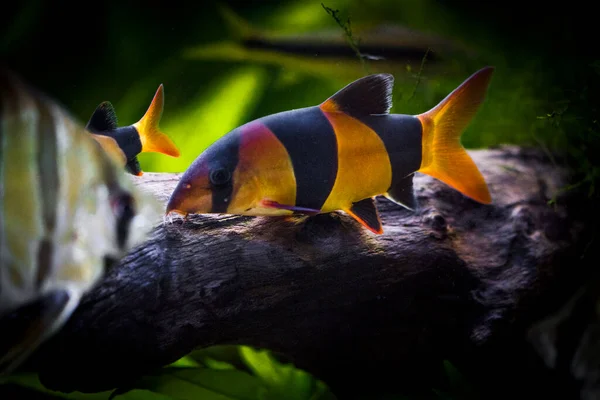 Ryby Akwariowe Słodkowodne Klown Sumatry Borneo Chromobotia Macracanthus — Zdjęcie stockowe