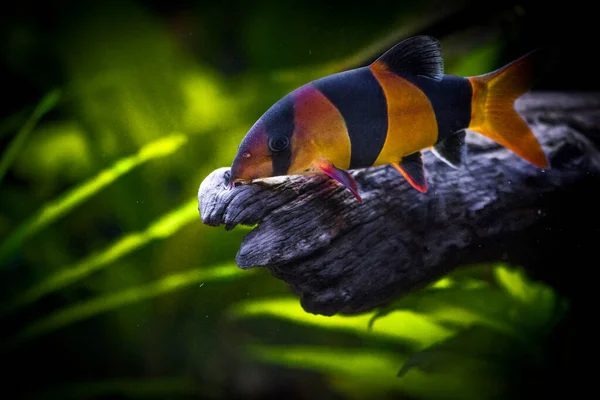 Süßwasser Aquarienfische Die Clownschmerle Aus Sumatra Und Borneo Chromobotia Macracanthus — Stockfoto