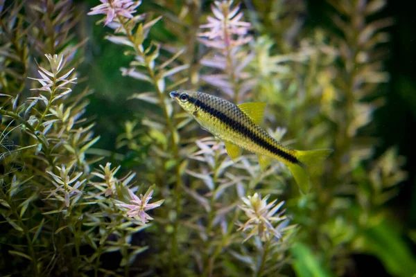 Acuario Plantado Pequeño Agua Dulce —  Fotos de Stock