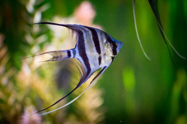 Tatlı su akvaryum balığı, Amazon nehrinden gelen melek balığı, pterophyllum scallare (altum)