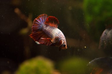 Savaşçı Siyam Balığı (Betta ihtişamlı), diğer adıyla Beta Balığı