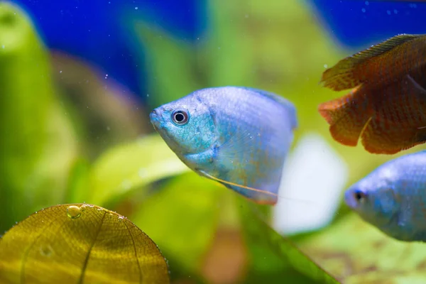 Tatlı su akvaryum balığı, Asya 'dan gelen cüce ballı gourami (Trichogaster chuna...)