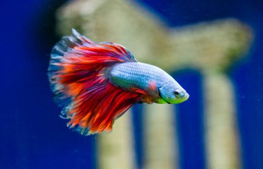 Savaşçı Siyam Balığı (Betta ihtişamlı), diğer adıyla Beta Balığı