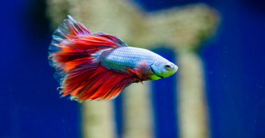 Savaşçı Siyam Balığı (Betta ihtişamlı), diğer adıyla Beta Balığı