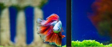 Savaşçı Siyam Balığı (Betta ihtişamlı), diğer adıyla Beta Balığı