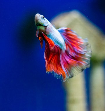 Savaşçı Siyam Balığı (Betta ihtişamlı), diğer adıyla Beta Balığı