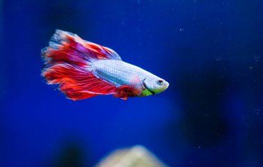 Savaşçı Siyam Balığı (Betta ihtişamlı), diğer adıyla Beta Balığı