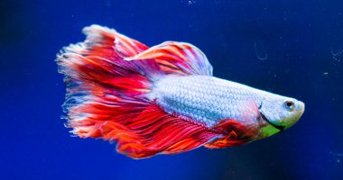 Savaşçı Siyam Balığı (Betta ihtişamlı), diğer adıyla Beta Balığı