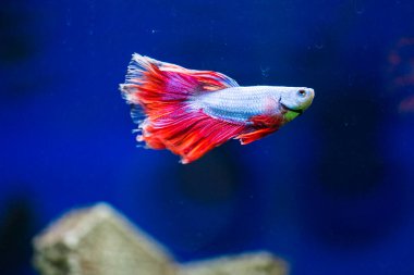 Savaşçı Siyam Balığı (Betta ihtişamlı), diğer adıyla Beta Balığı