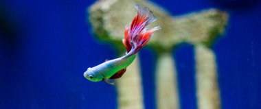 Savaşçı Siyam Balığı (Betta ihtişamlı), diğer adıyla Beta Balığı