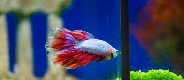 Savaşçı Siyam Balığı (Betta ihtişamlı), diğer adıyla Beta Balığı