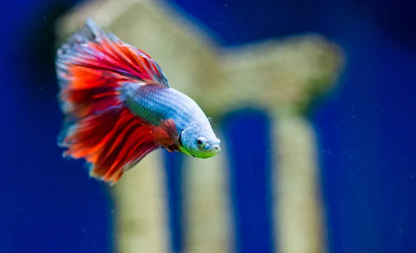 Les Poissons Combat Siamois Betta Splendens Également Connus Sous Nom — Photo