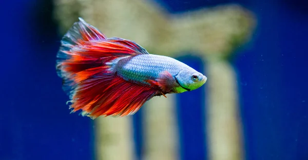 Savaşçı Siyam Balığı (Betta ihtişamlı), diğer adıyla Beta Balığı