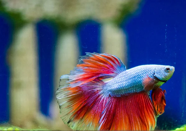 Pez Siamés Lucha Betta Splendens También Conocido Como Thebetta — Foto de Stock