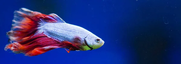 Savaşçı Siyam Balığı (Betta ihtişamlı), diğer adıyla Beta Balığı