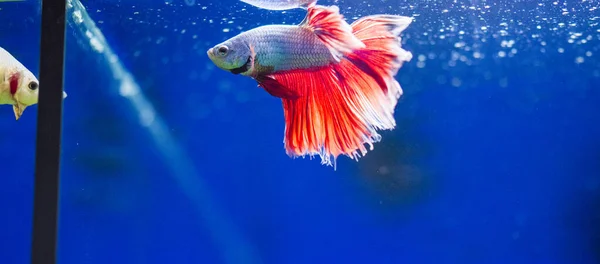 Der Siamesische Kampffisch Betta Splendens Auch Bekannt Als Thebetta — Stockfoto