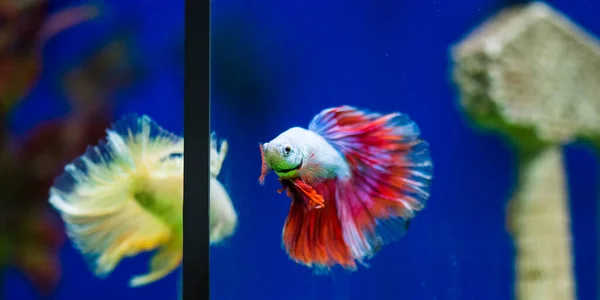 Savaşçı Siyam Balığı (Betta ihtişamlı), diğer adıyla Beta Balığı