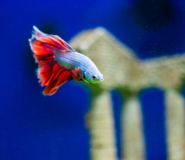 Savaşçı Siyam Balığı (Betta ihtişamlı), diğer adıyla Beta Balığı