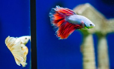 Savaşçı Siyam Balığı (Betta ihtişamlı), diğer adıyla Beta Balığı