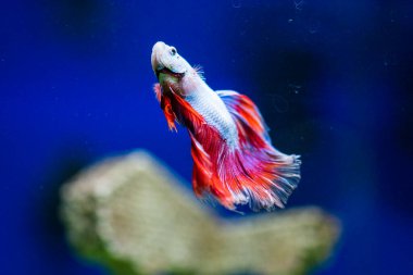 Savaşçı Siyam Balığı (Betta ihtişamlı), diğer adıyla Beta Balığı