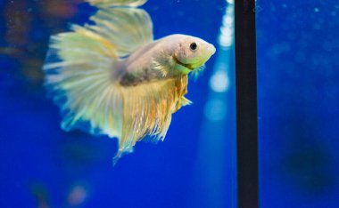 Savaşçı Siyam Balığı (Betta ihtişamlı), diğer adıyla Beta Balığı