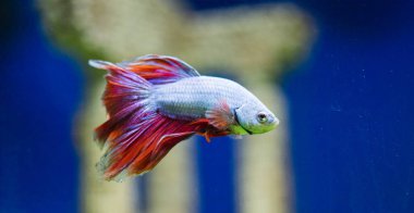 Savaşçı Siyam Balığı (Betta ihtişamlı), diğer adıyla Beta Balığı