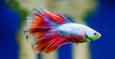 Savaşçı Siyam Balığı (Betta ihtişamlı), diğer adıyla Beta Balığı