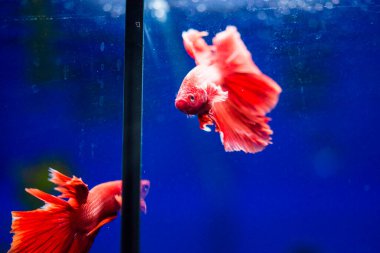 Savaşçı Siyam Balığı (Betta ihtişamlı), diğer adıyla Beta Balığı