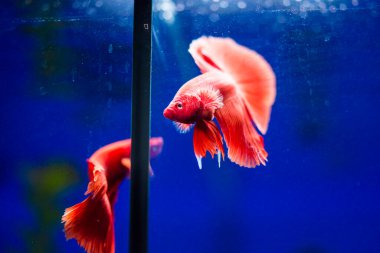 Savaşçı Siyam Balığı (Betta ihtişamlı), diğer adıyla Beta Balığı