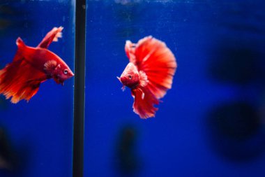 Savaşçı Siyam Balığı (Betta ihtişamlı), diğer adıyla Beta Balığı