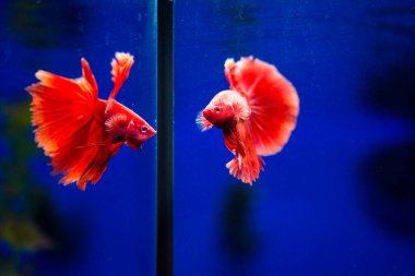 Savaşçı Siyam Balığı (Betta ihtişamlı), diğer adıyla Beta Balığı