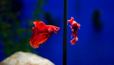 Savaşçı Siyam Balığı (Betta ihtişamlı), diğer adıyla Beta Balığı