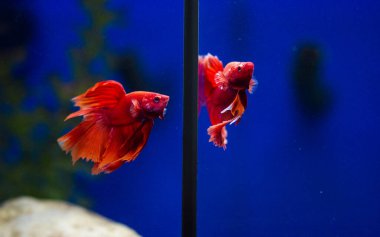 Savaşçı Siyam Balığı (Betta ihtişamlı), diğer adıyla Beta Balığı