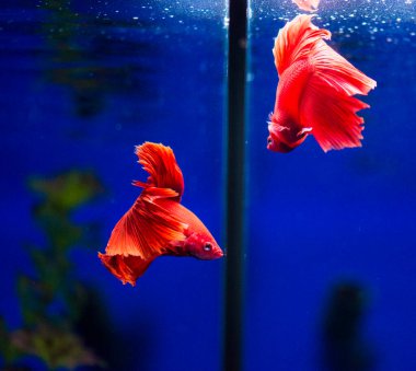 Savaşçı Siyam Balığı (Betta ihtişamlı), diğer adıyla Beta Balığı