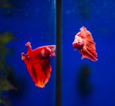 Savaşçı Siyam Balığı (Betta ihtişamlı), diğer adıyla Beta Balığı