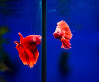 Savaşçı Siyam Balığı (Betta ihtişamlı), diğer adıyla Beta Balığı