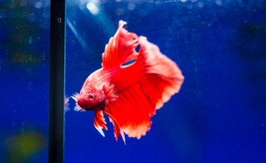 Savaşçı Siyam Balığı (Betta ihtişamlı), diğer adıyla Beta Balığı