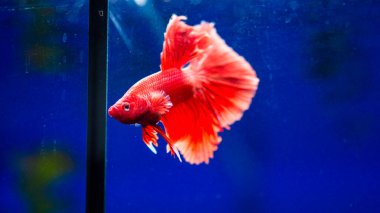 Savaşçı Siyam Balığı (Betta ihtişamlı), diğer adıyla Beta Balığı