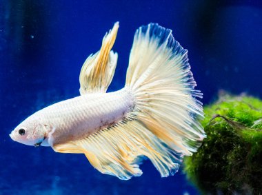 Savaşçı Siyam Balığı (Betta ihtişamlı), diğer adıyla Beta Balığı