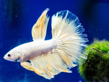 Savaşçı Siyam Balığı (Betta ihtişamlı), diğer adıyla Beta Balığı