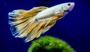 Savaşçı Siyam Balığı (Betta ihtişamlı), diğer adıyla Beta Balığı